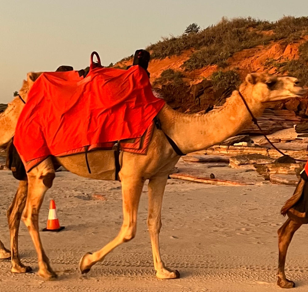 Backpacker (digital) explorer pack (CAMEL PACK)