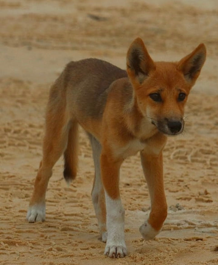 Sample Digital Pack (DINGO PACK)